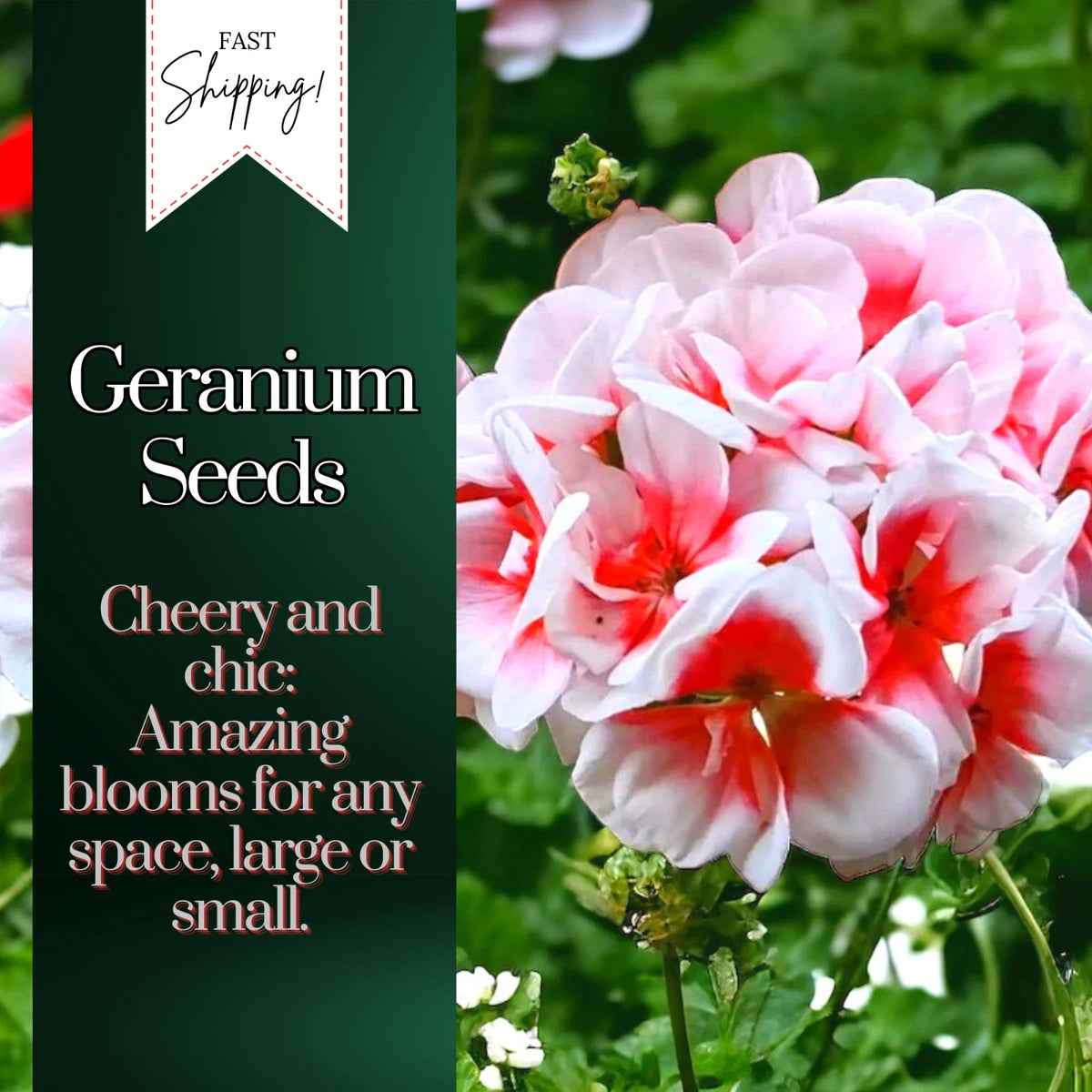 Geranium Seeds Packet - 100 Non-GMO Fragrant Seeds - Fresh Harvest - Pelargonium