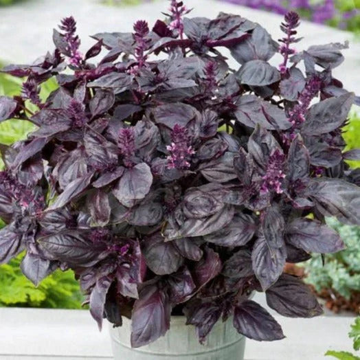 Dark Opal Purple Basil Seeds - Heirloom Non-GMO Thai Red Rubin for 2025 Planting - Ocimum basilicum