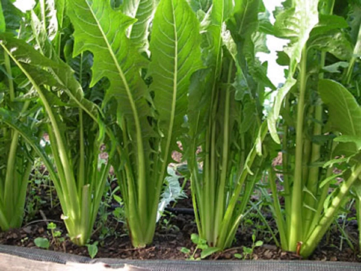 Catalogna Emerald Endive Seeds - NON-GMO, Chicory, Italian Dandelion, Organic Heirloom Seeds, Leafy Greens, Cichorium endivia