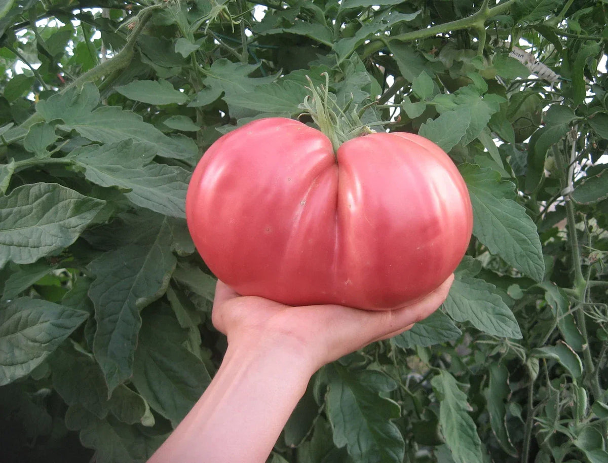 German Giant Tomato Seeds - 10+ Non-GMO Heirloom Organic Seeds - Huge Variety for Home Gardening - Solanum lycopersicum