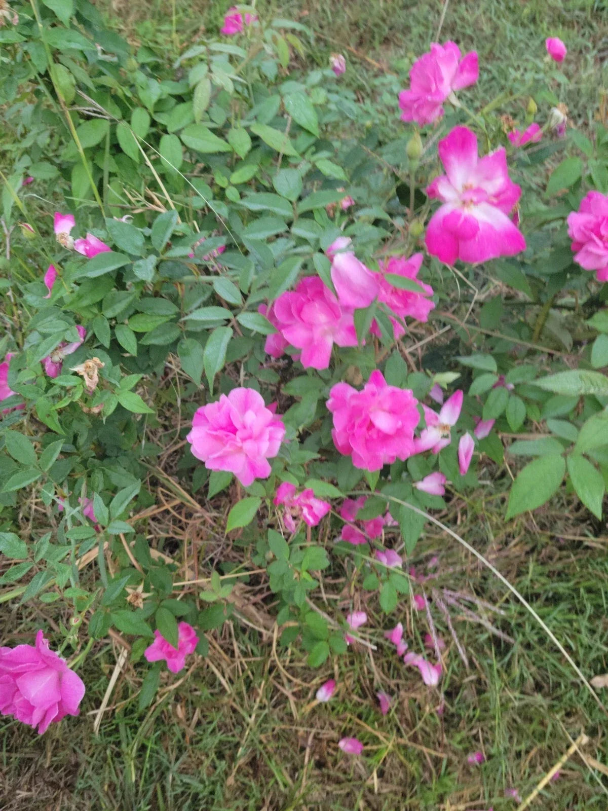 Pink Rose Cuttings, Unrooted Knockout Variety, Rosa 'Radrazz', Garden Propagation, Flowering Shrubs