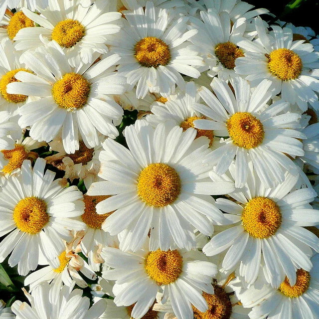 Shasta Daisy Seeds - Heirloom Non-GMO Flower Seeds - Leucanthemum × superbum - Garden Planting Supplies