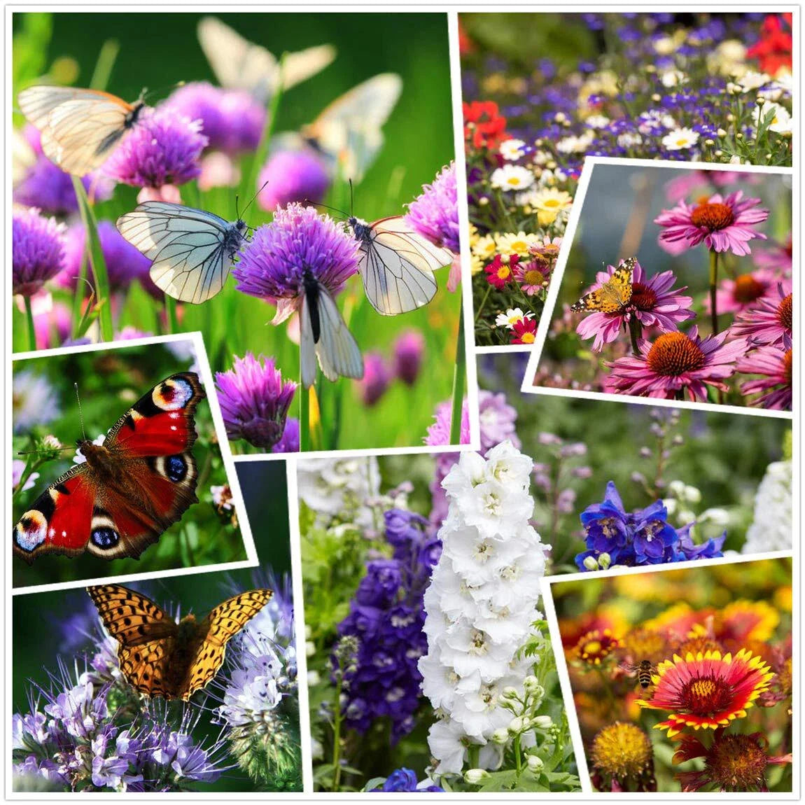 Wildflower Seeds 2 Ounces - 50000+ Mixed Perennial & Annual Seeds for Planting - Ideal for Gardens and Pollinators