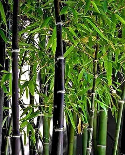 Black Bamboo Seeds - 150+ Seeds for Privacy Screen | Phyllostachys nigra