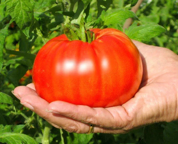 Beefsteak Tomato Seeds - Large Solid Slicing Tomatoes - Solanum lycopersicum