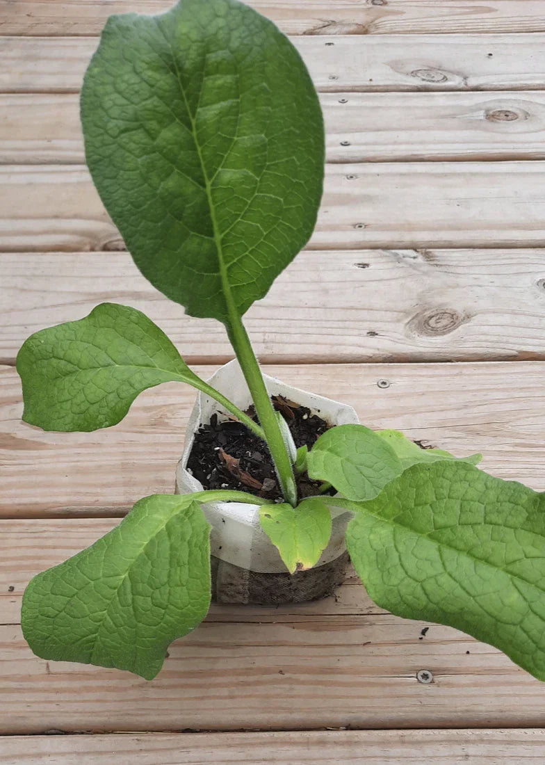 Comfrey Root Cutting - Bocking 4 Variety - Symphytum x uplandicum - Perennial Herb for Fertilizer & Pollinators