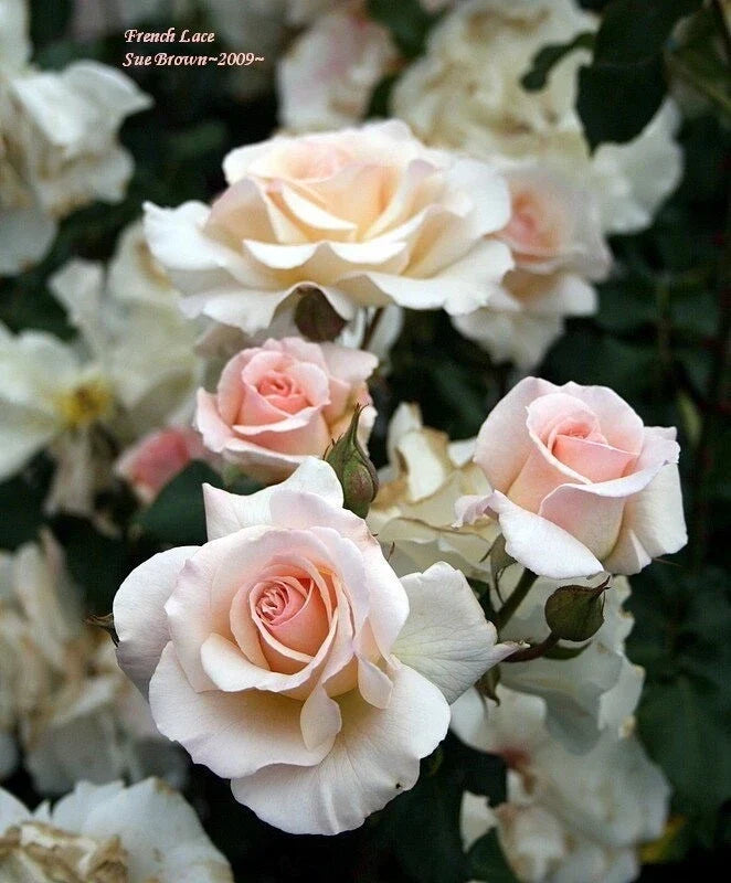 French Lace Rose Cuttings 3 Pack for Rooting Rosa 'French Lace' Delicate Fragrant Garden Propagation