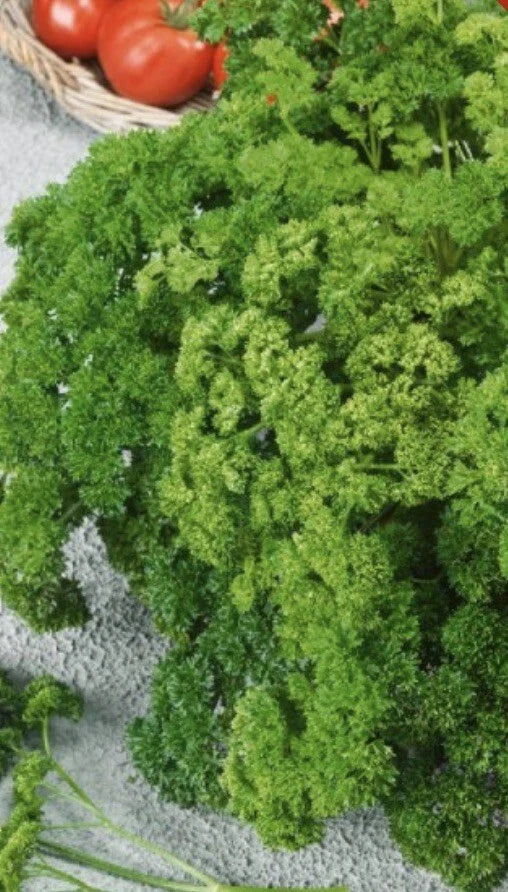 Forest Green Parsley Seeds | NON-GMO Heirloom | Fresh Garden Seeds (500 seeds) | Petroselinum crispum