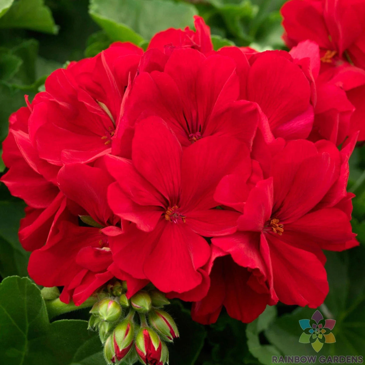 Calliope Dark Red Geranium - 25 Seeds for Garden Planting - Pelargonium x hortorum - USA