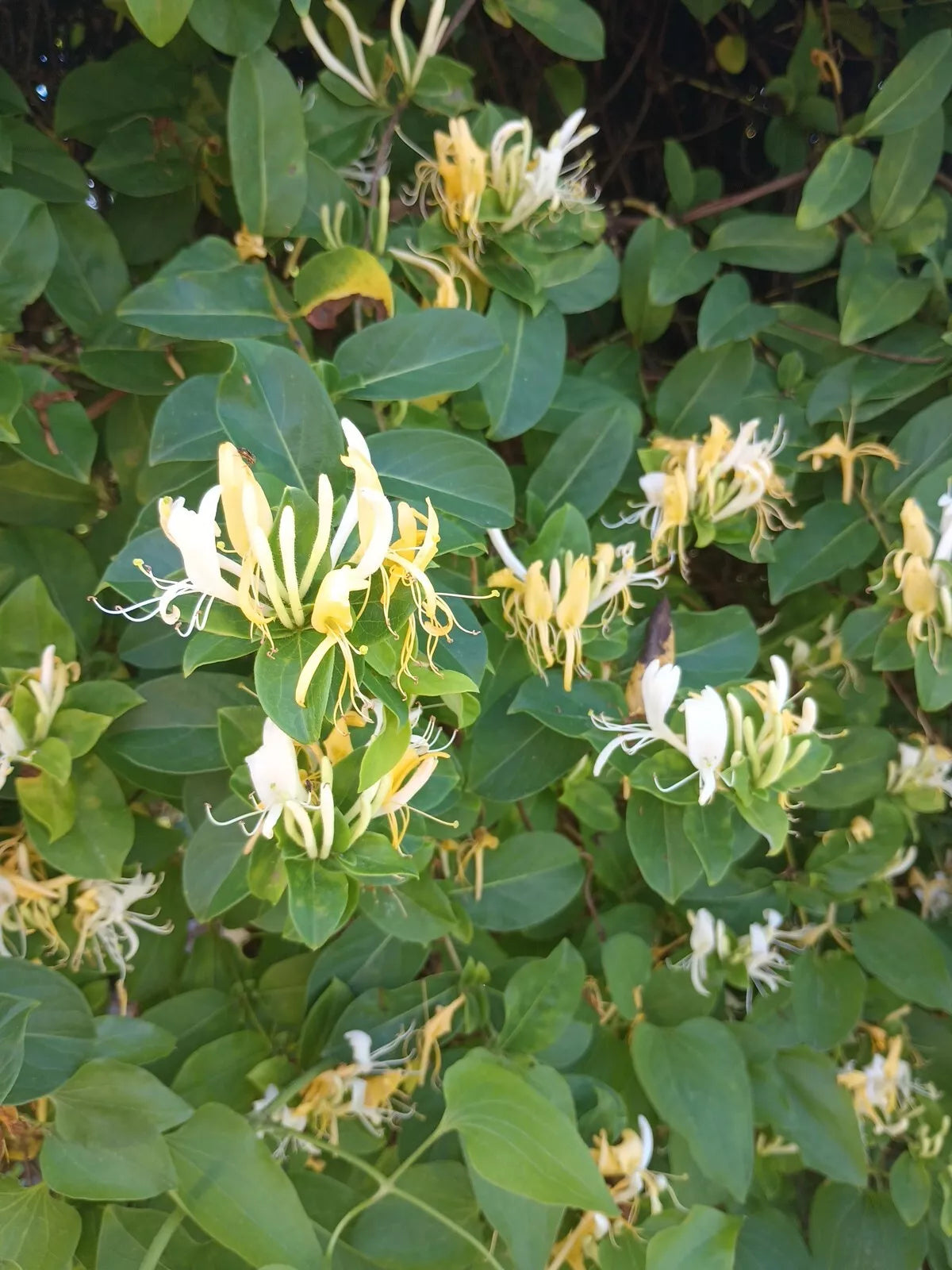 Japanese Honeysuckle Vine Cuttings, Lonicera Japonica, Fragrant Green Foliage, Climbing Vine, 10 Unrooted Cuttings