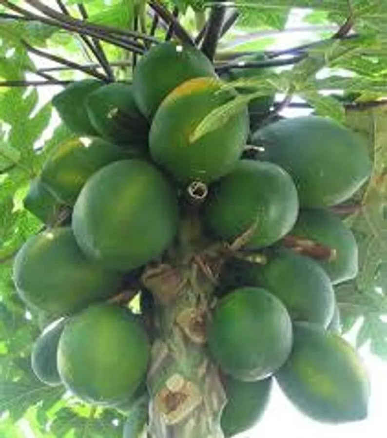 Organic Papaya Seeds 30 Count Carica papaya Tropical Fruit for Home Garden, Patio, Greenhouse