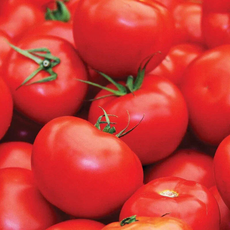 Floradade Tomato Seeds | Heirloom Non-GMO Variety | Perfect for Home Gardens | Solanum lycopersicum
