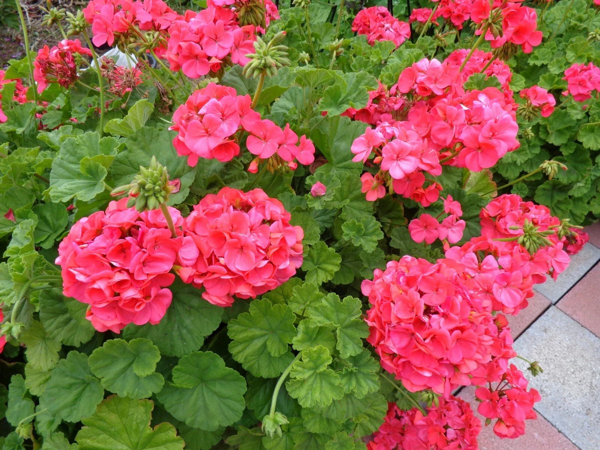 Hardy Geranium Cuttings 5x6" Pelargonium hortorum Red Orange Fragrant Flowers for Gardening