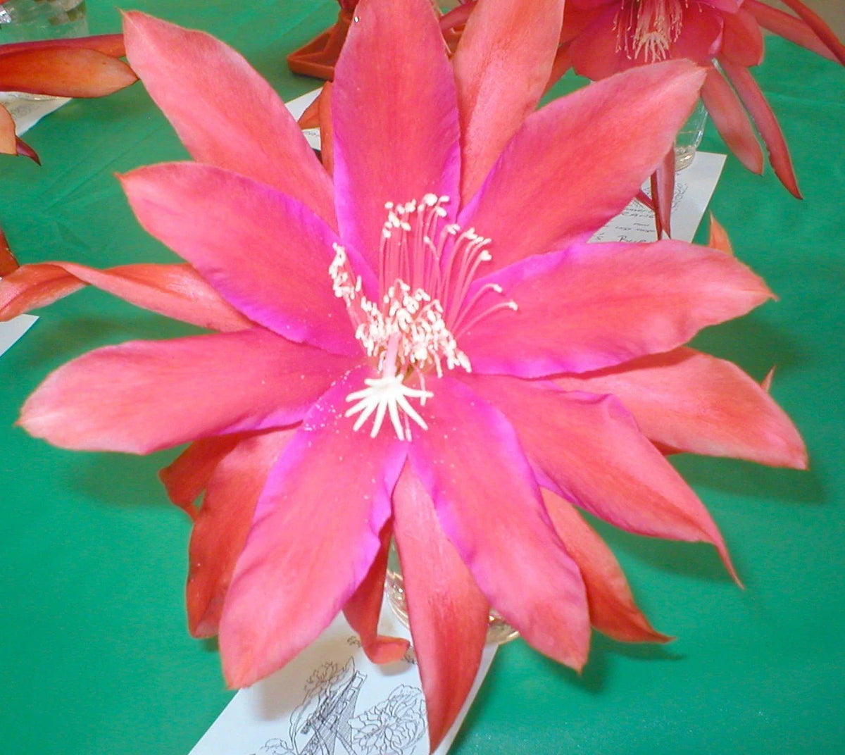 Epiphyllum Plant - Orchid Cactus Sedona Sunset - Don's Cuttings SEPT/3 - Unique Succulent for Indoor Garden