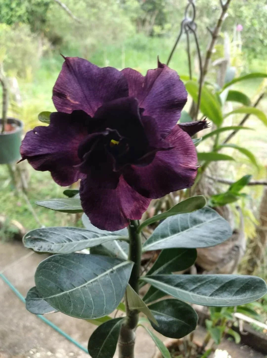 Desert Rose Seedling 4" Purple Adenium Obesum Succulent Plant for Indoor & Outdoor Gardens