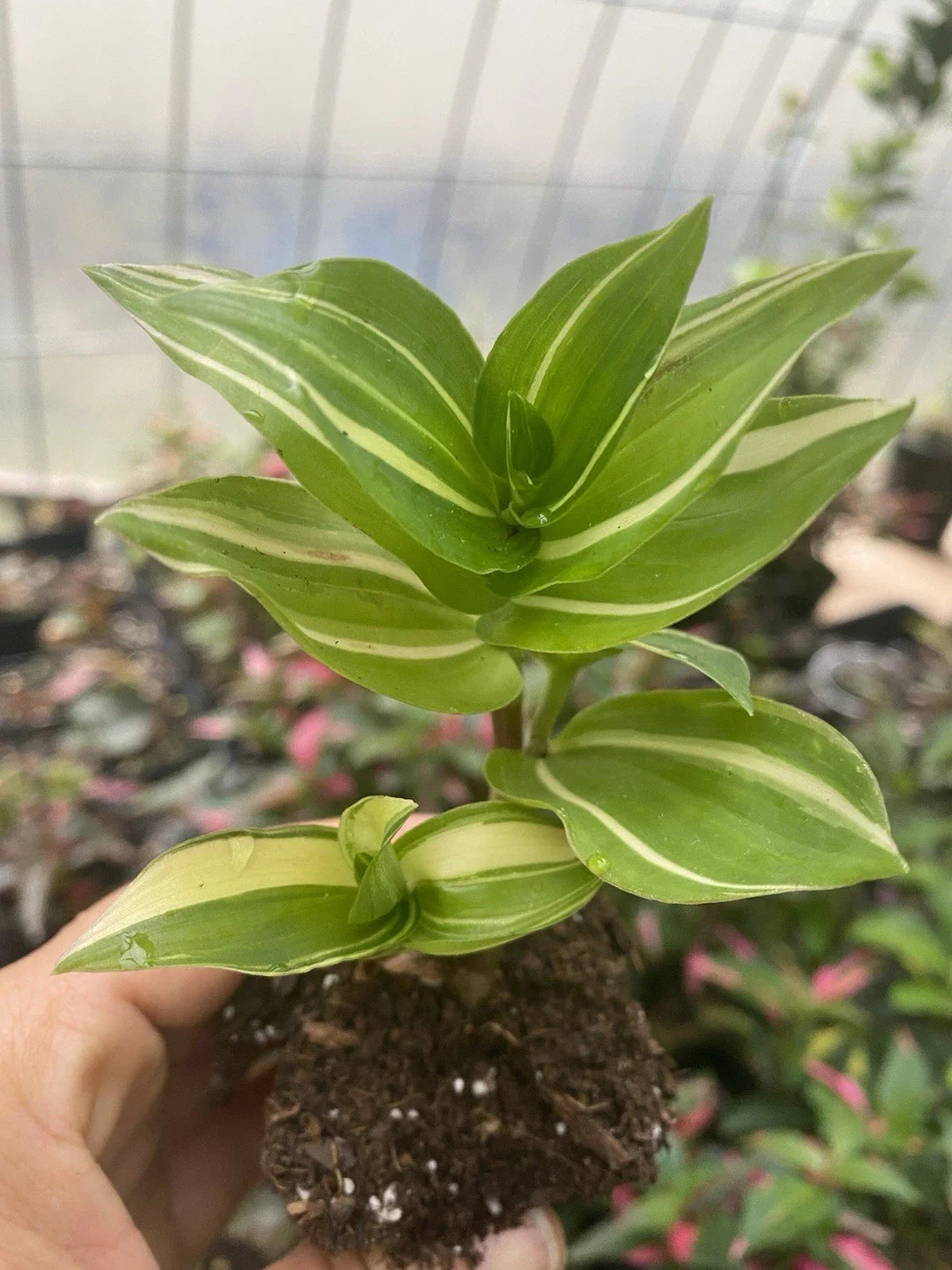 Rooted Cutting Tradescantia Fluminensis Live Houseplant | Green Wandering Jew Plant