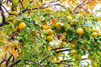 Quince Tree Seeds 5 Pack Rare Fruit Tree Seeds Edible Garden Plant Backyard Orchard USA Seller