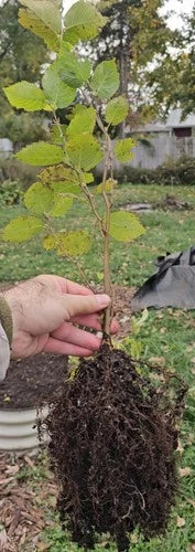American Hazelnut Seedlings - One Year Old Native Corylus Americana in Air Pruning Containers for Easy Transplanting