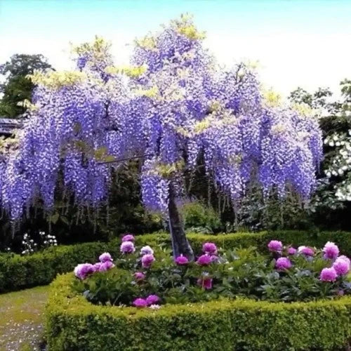 Chinese Blue Wisteria Tree, 1-2ft Tall, Flowering Accent Tree, Wisteria sinensis, Fragrant Cascading Blue Flowers