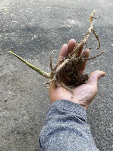 Japanese Myoga Ginger Plant with Root - Live Zingiber mioga Culinary Herb for Gardens
