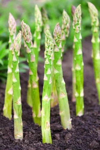Asparagus Bare Root Plants 2yr Crowns - Millennium Variety, CZ Grain - Easy to Grow Vegetable Garden Addition