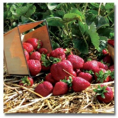 Quinault Everbearing Strawberry Plants – 10 Bare-Root Fragaria × ananassa for Continuous Harvests