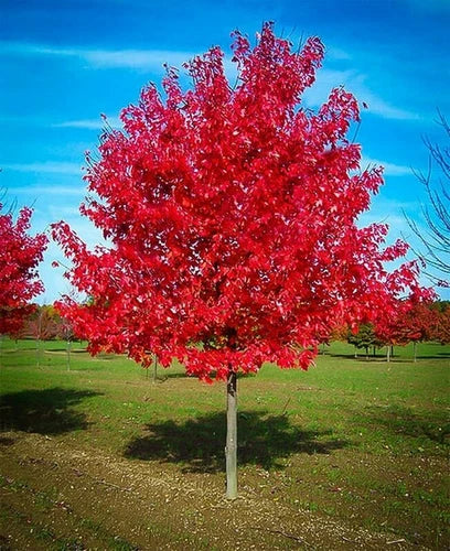 Red Maple Tree Live Plant 1-4 Years, Acer rubrum, Fall Colors, Shade Tree, Wildlife Friendly, Bare Root Plant