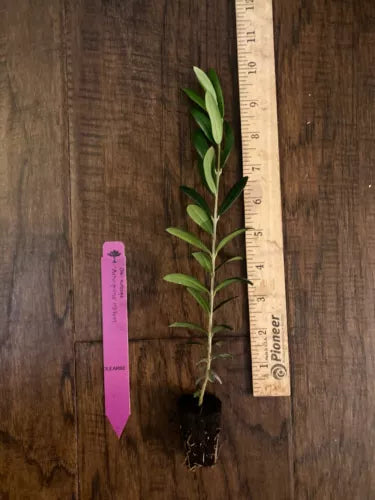 Arbequina Olive Tree Plug 4-8 Inches Edible Fruit Olea europaea Live Plant for Garden or Container