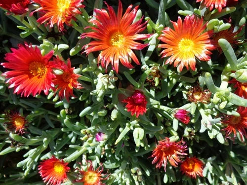 Ruby Ice Plant Cuttings 10x6" - Delosperma Cooperi Hardy Ground Cover Succulent