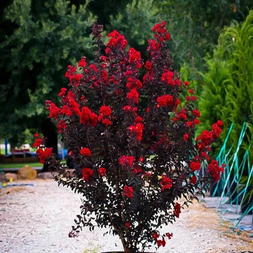 Ruby Thunderstruck Crape Myrtle Starter Plant – Lagerstroemia indica – Vibrant Blooming Shrub for Garden & Container