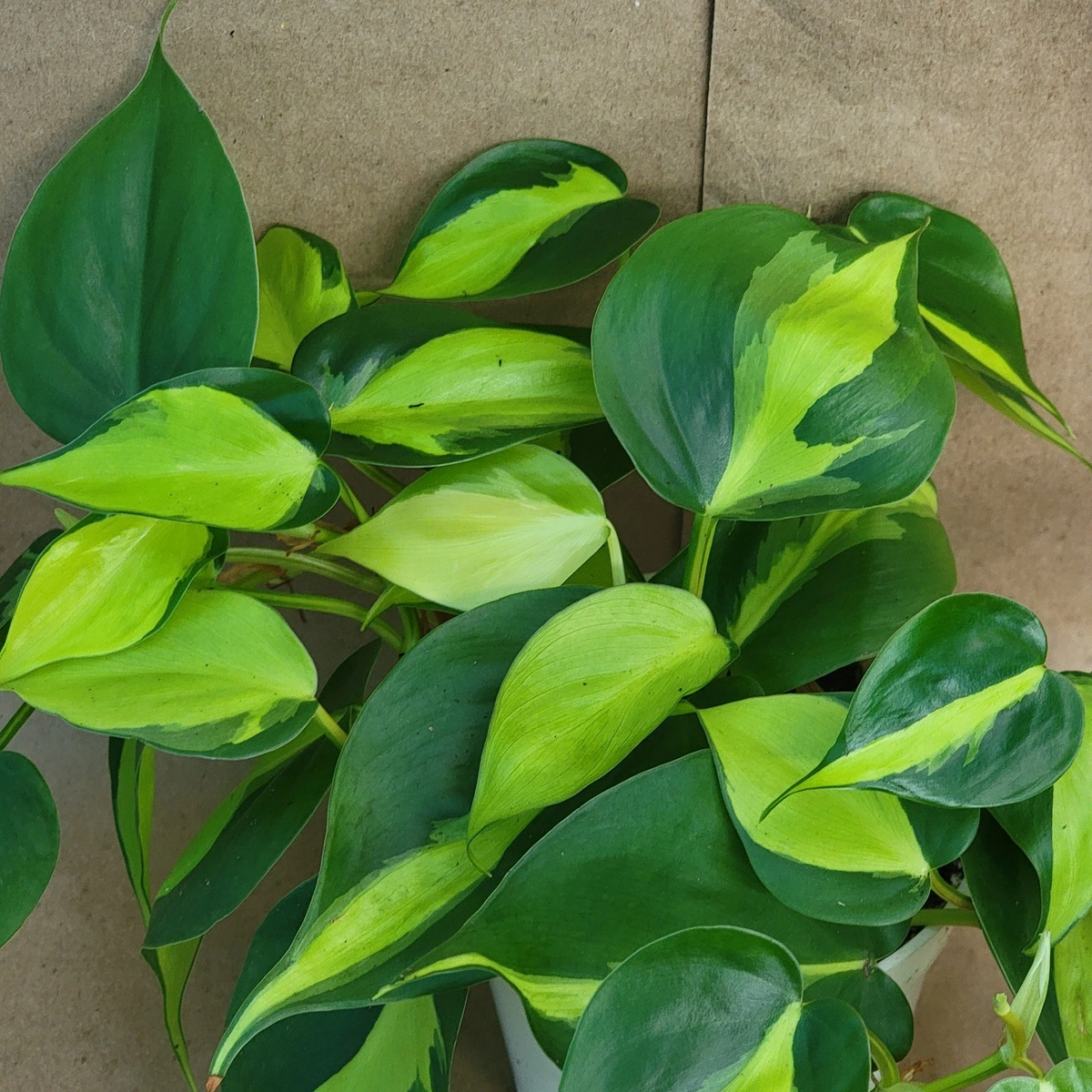Philodendron Brasil in 3” Pot | Variegated Philodendron Hederaceum | Easy Care Indoor Vine | Live Houseplant Starter