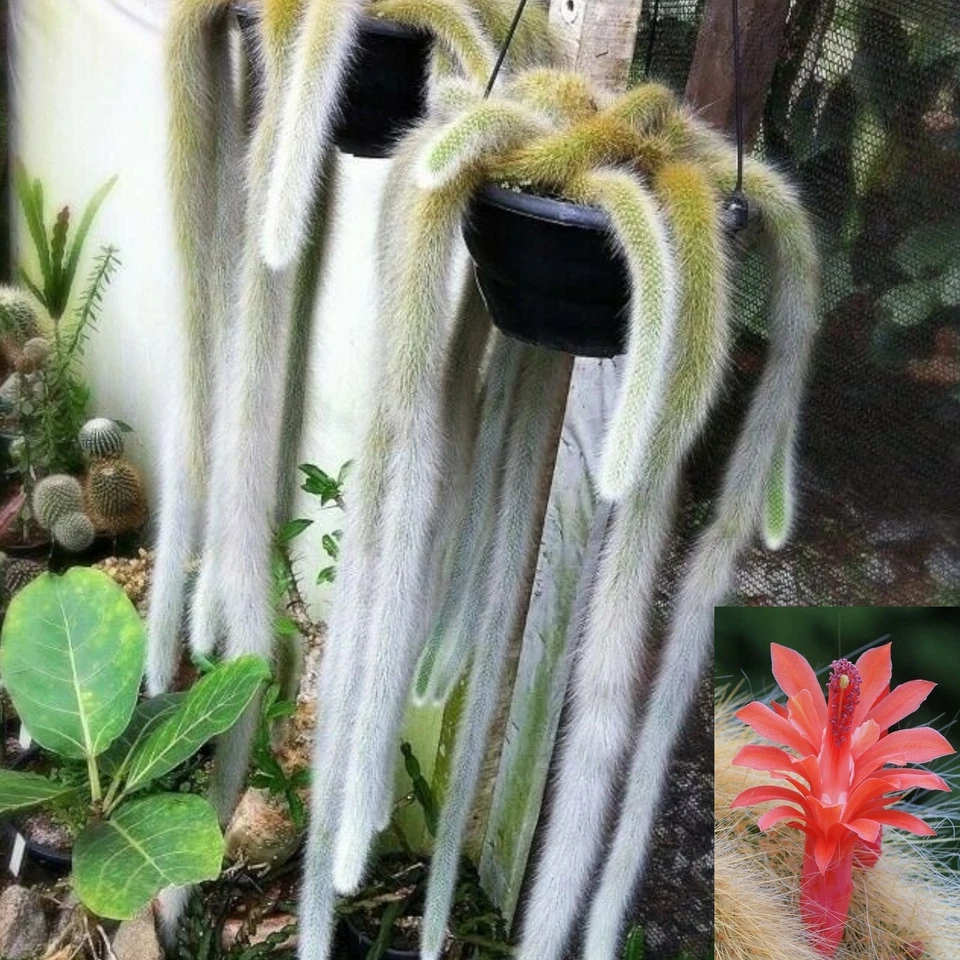 Monkey Tail Cactus Cutting – Hildewintera Colademononis, 10 Inch Live Succulent for Planting & Propagation