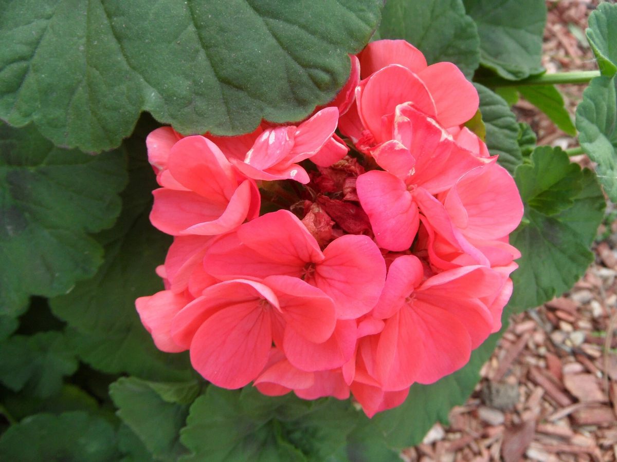 4 Zonal Geranium Cuttings – 4" Garden Pelargonium Stems, Classic Blooming Variety, Live Starts Ready to Root