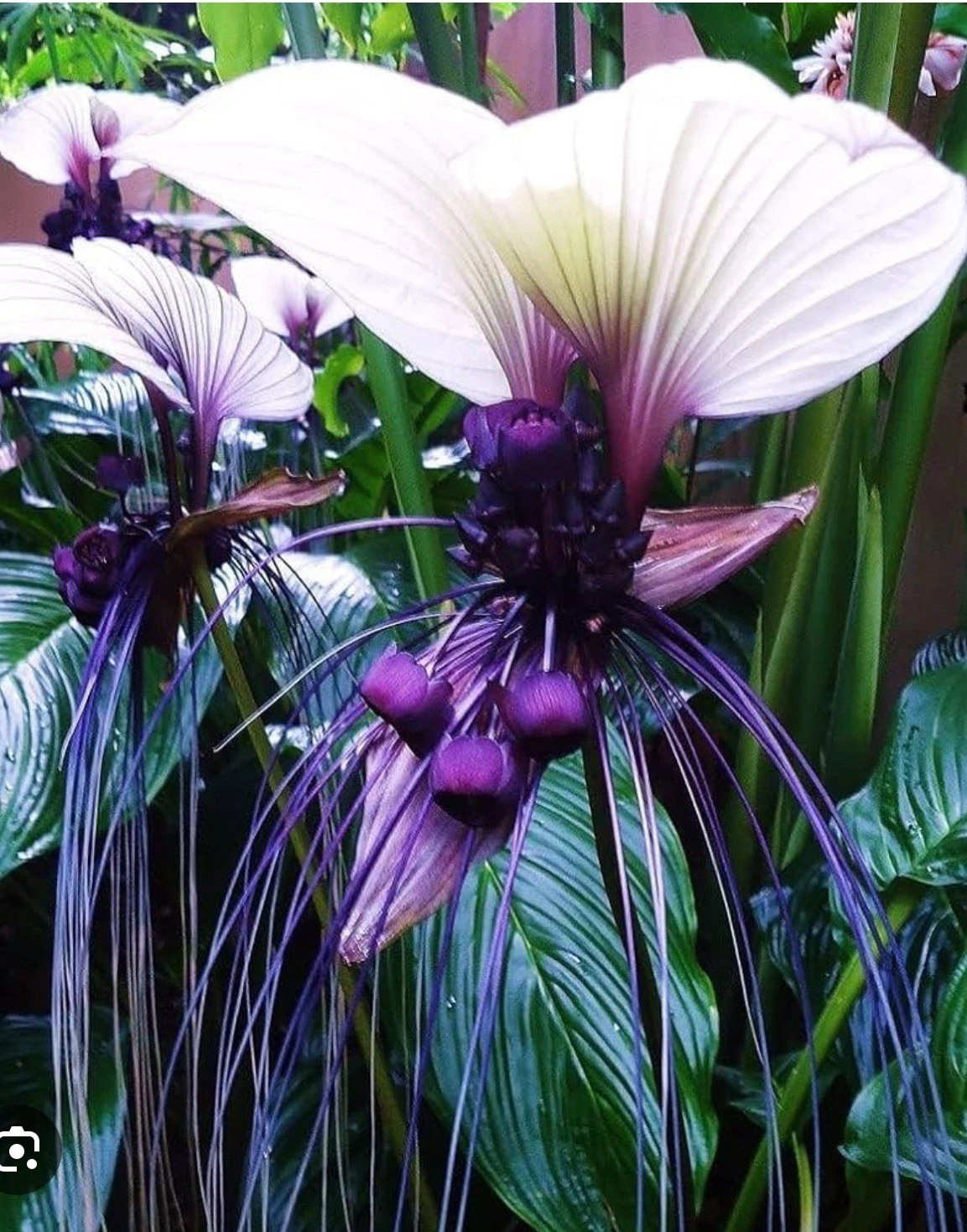 White Bat Flower Starter Plant – Tacca integrifolia, Exotic Tropical Black Lily, Live Rooted Plant for Indoor & Greenhouse Cultivation
