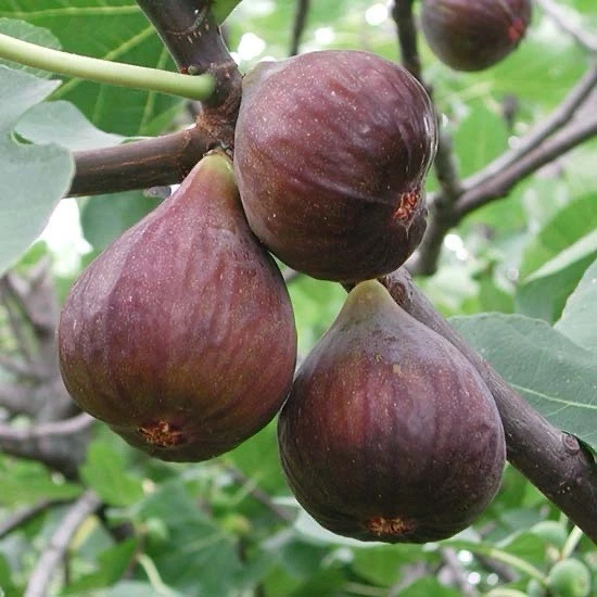 Fig Tree Cutting 10-Inch Live Ficus carica Fruit Tree Starter for Home Gardens & Orchards