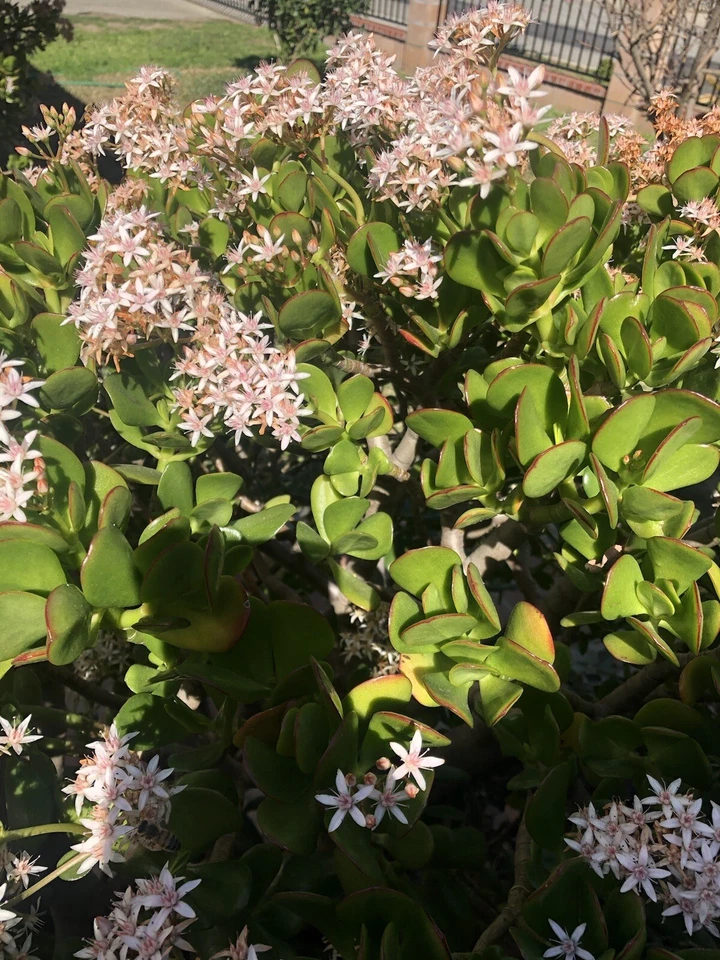 Jade Plant Cuttings – 3 Unrooted Stem Propagation Crassula Ovata Succulent Houseplant
