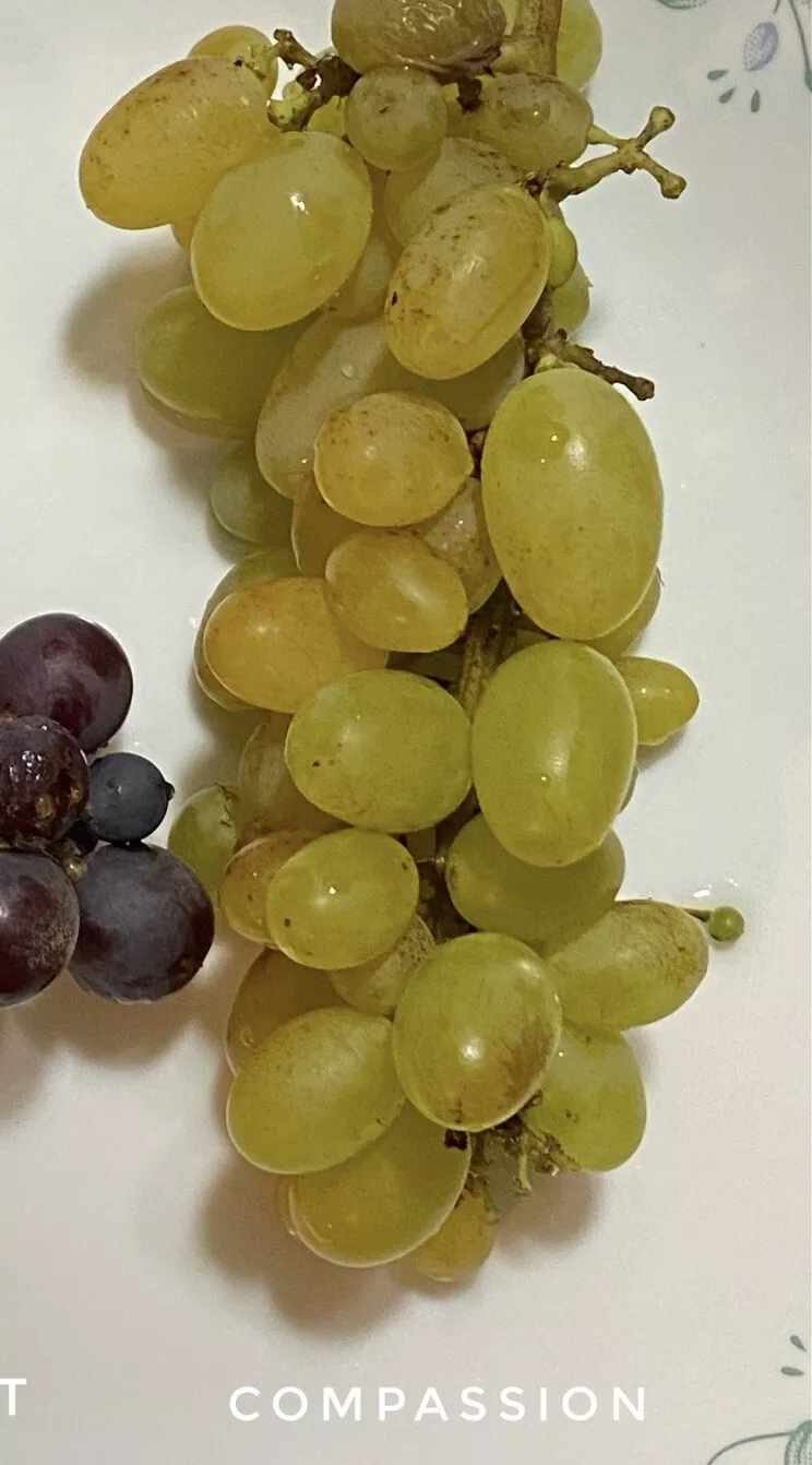 Compassion Grape Vine Cuttings 4pcs | 2-3 Node Live Vine for Rooting & Grafting | Vitis spp. Fruit Vine Propagation Material