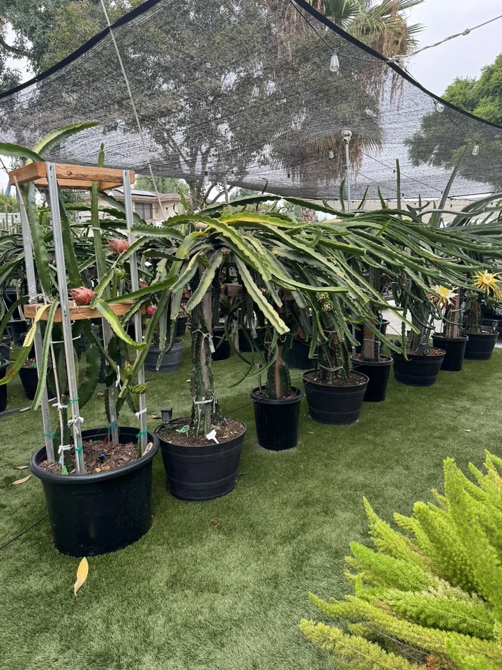 Dragon Fruit Cuttings – 4 Fresh 8–12in Hylocereus Stems for Rooting, Live Starter Cactus for Propagation