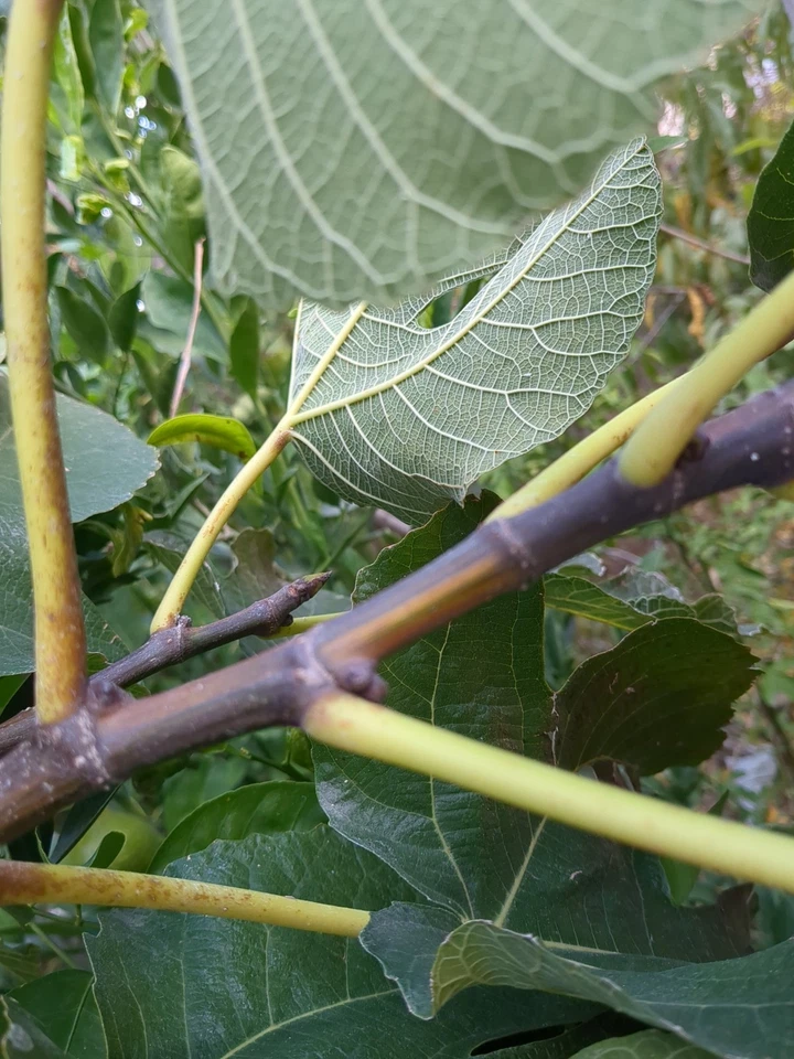 Bordissot Blanca Rimada Fig Tree Cuttings Unrooted, Ficus Carica Scions for Propagation and Grafting Set of 6
