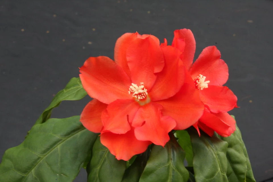 Pereskia Bleo Live Cactus Plant in 4 Inch Pot Abrojo Rodocactus Succulent