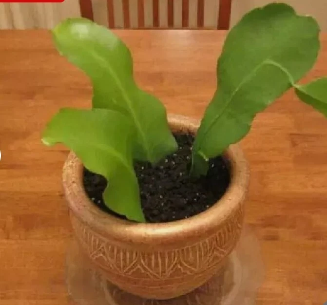 Epiphyllum Oxypetalum Cuttings – 4 Live 6" Queen of the Night Orchid Cactus Stems for Propagation