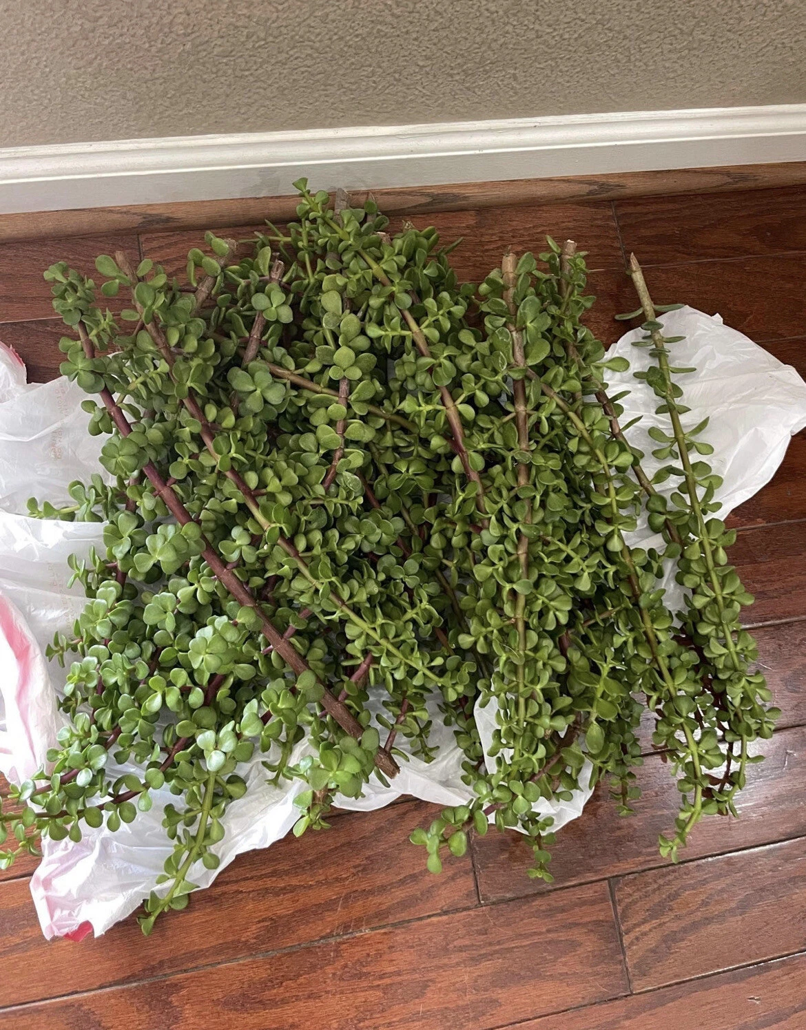 Elephant Bush Succulent Cuttings – 100 Unrooted Portulacaria afra Dwarf Jade Stems for Propagation & Planting