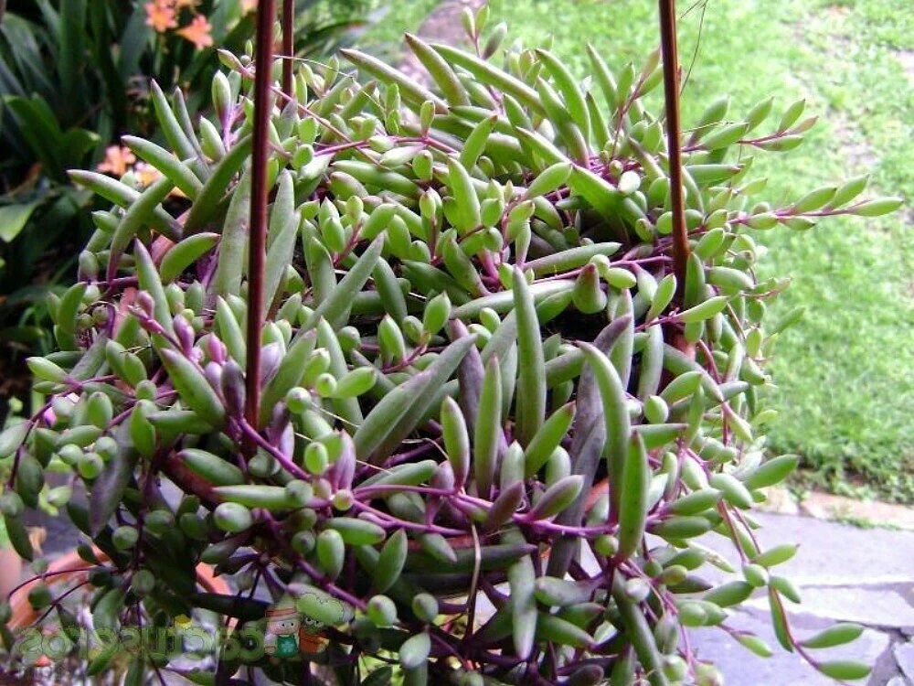 Succulent Cuttings - Ruby Necklace (Othonna capensis) Trailing Plant for Easy Propagation