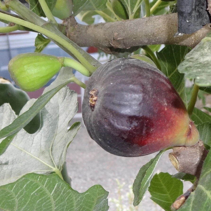 Dwarf Fig Tree Cuttings | Petite Negri Ficus Carica Propagation | Unrooted Fresh Planting Material