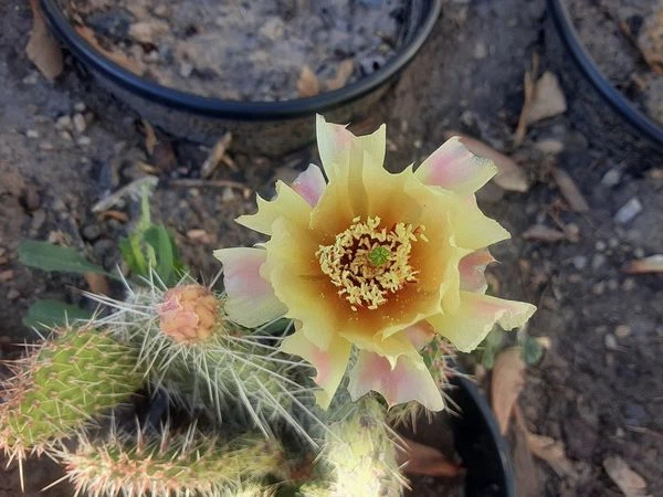 Opuntia polyacantha Cactus Cutting – Drought-Tolerant Prickly Pear Pad for Desert, Rock Gardens, Xeriscape Landscaping