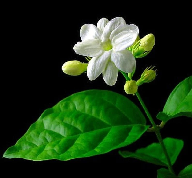Night Blooming Jasmine Cuttings – 5 Live Cestrum nocturnum Stems for Propagation, Fragrant Flowering Shrub, Outdoor or Container Planting