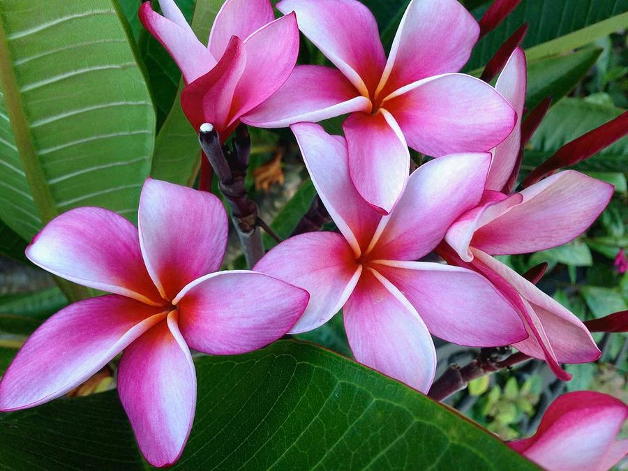 Pink Plumeria Cuttings – 2 Live Hawaiian Frangipani Propagation Plants, 8 Inches, Tropical Flowering Plant, Garden, Patio, Container