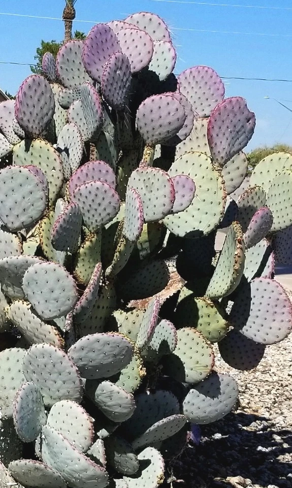 Santa Rita Purple Prickly Pear Cactus Pads – Set of 3 Live Opuntia Violacea Ornamental Cactus, 5-6 Inches