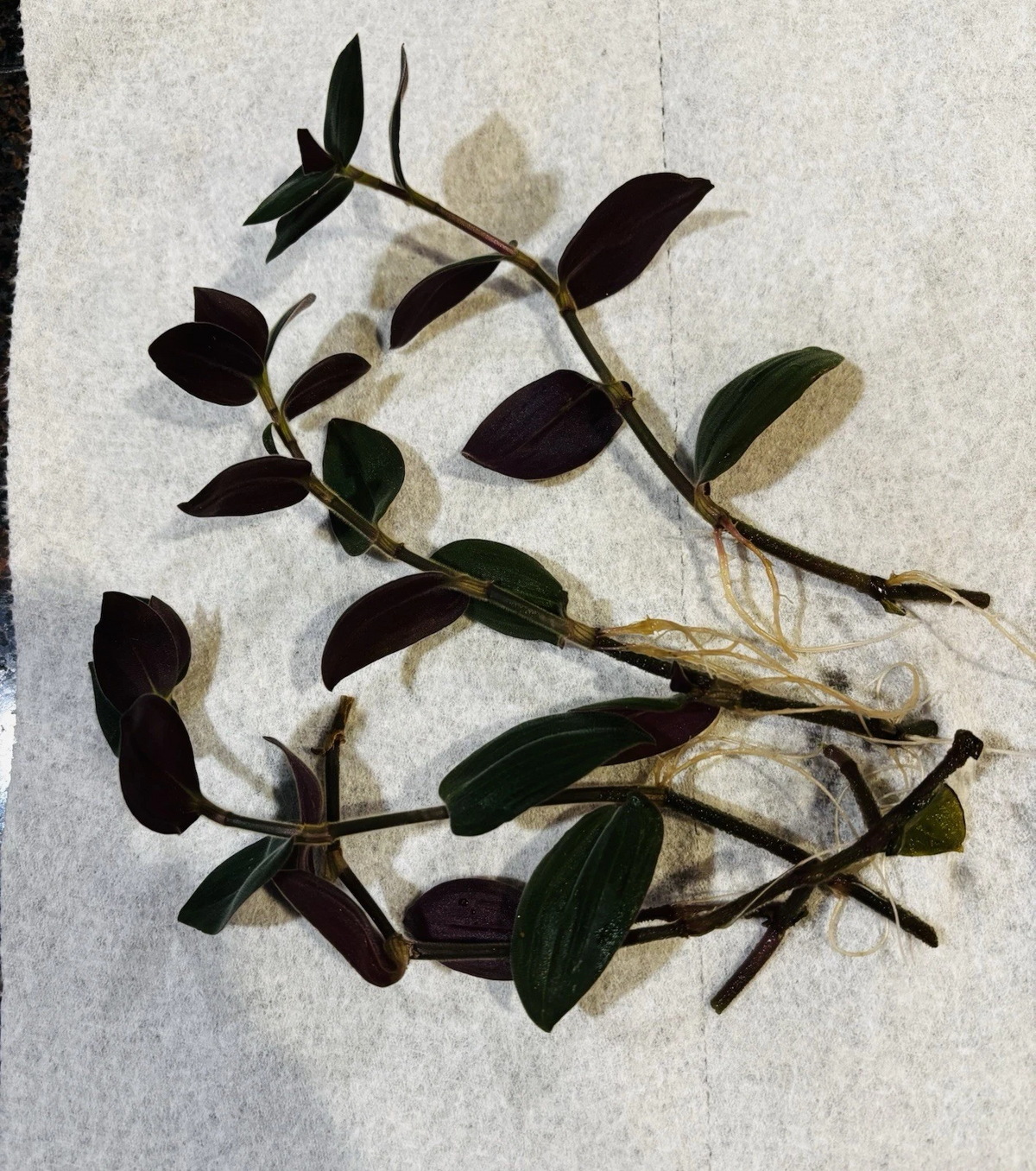 Rooted Wandering Jew Cuttings – 4 Live Tradescantia zebrina Trailing Houseplants, Purple and Green Foliage, 6 Inches