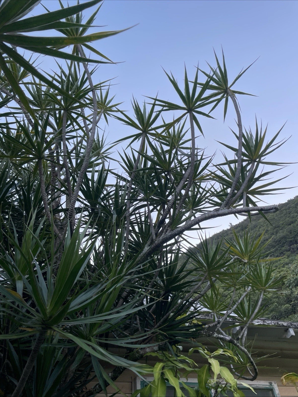 Dracaena Marginata Cuttings – 25 Unrooted Stems for Propagation, Bonsai & Indoor Plants, Madagascar Dragon Tree, Live 6–10"